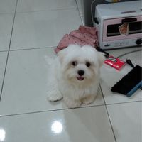 Bebe同好會