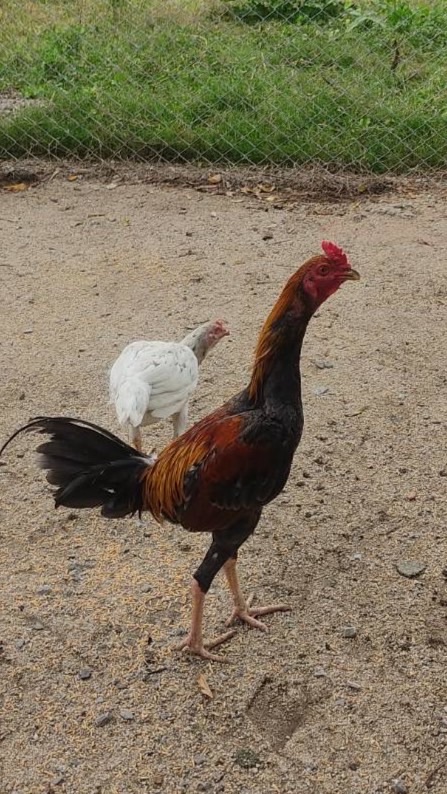 ไก่ชนหาคู่ปล้ำคัดไก่(ตาคลี)
