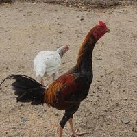 ไก่ชนหาคู่ปล้ำคัดไก่(ตาคลี)