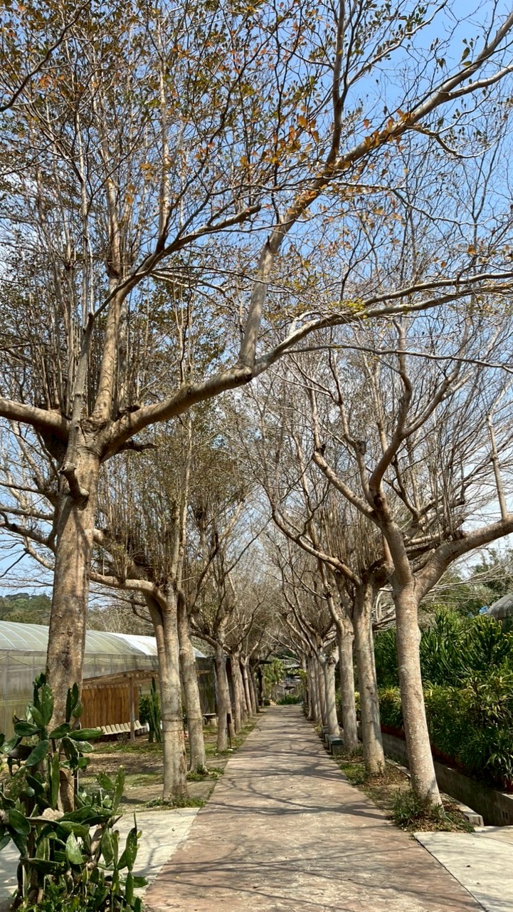 童年1.63 天堂咖啡聯盟