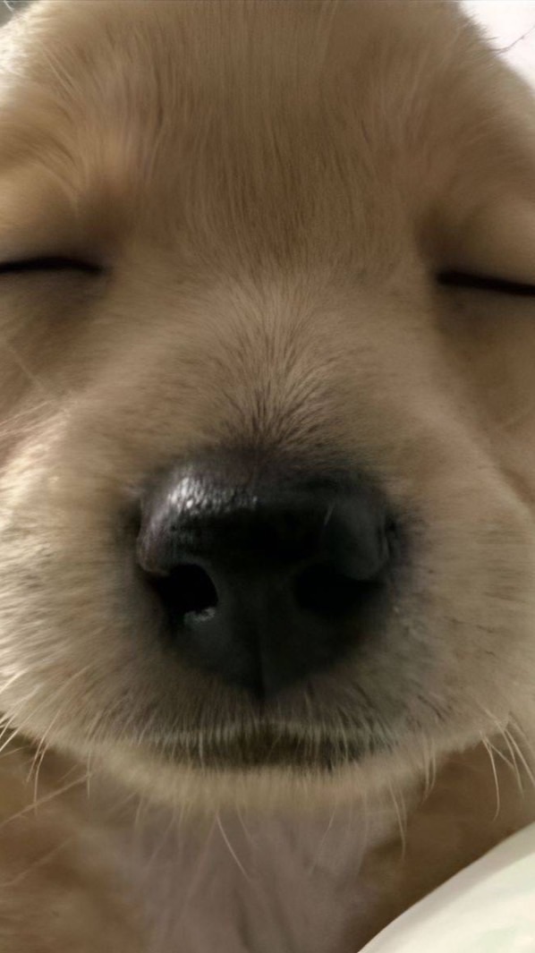 แจกคำสั่ง gemini by @🍋 @kisssy💋