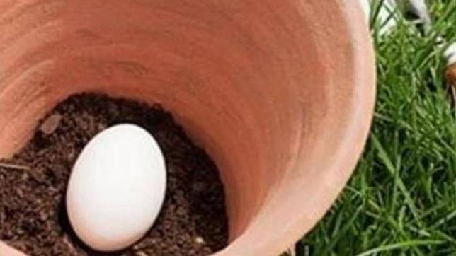 Mengejutkan! Inilah yang Didapat Tukang Kebun Ini Usai Masukkan Telur ke Dalam Pot Tanaman
