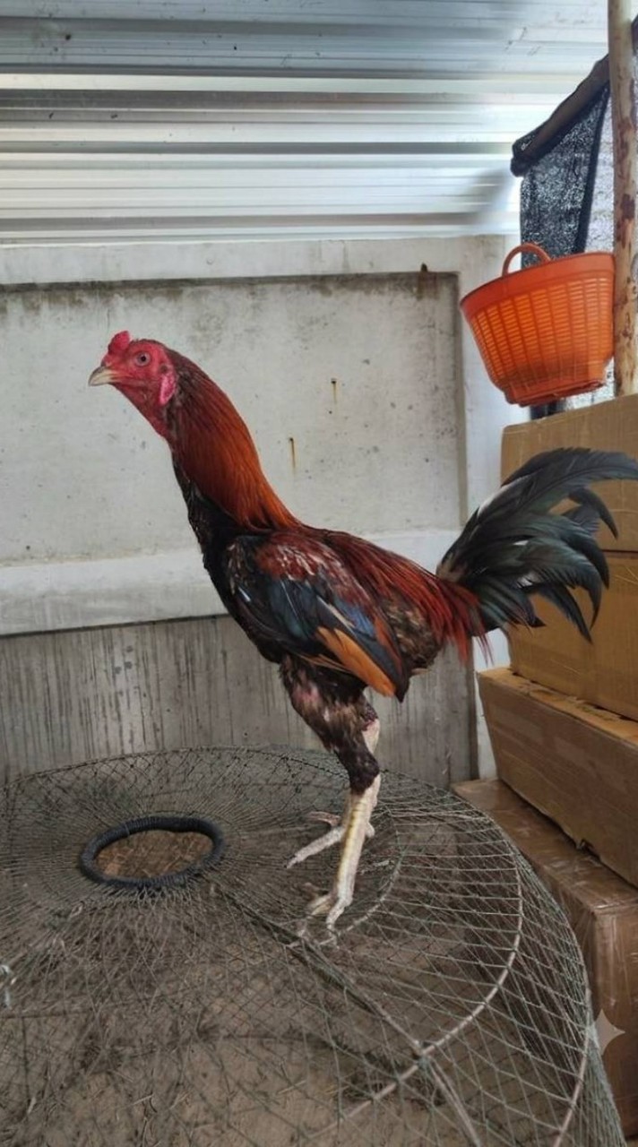 ตลาดประมูลซื้อขายไก่ชนรวมทุกสายพันธุ์
