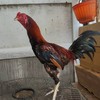 ตลาดประมูลซื้อขายไก่ชนรวมทุกสายพันธุ์