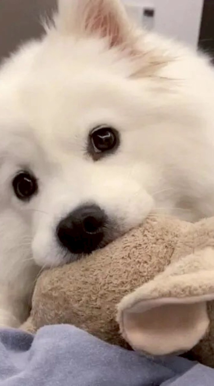 次元汪汪避難所🐾