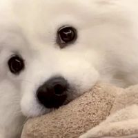 次元汪汪避難所🐾