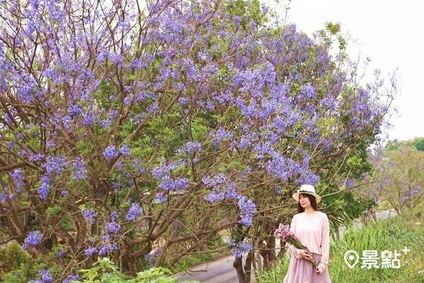 藍花楹花海季節登場 浪漫藍紫色樹海美景 景點家 Line Today