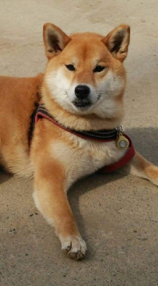 スタジオLOUISコミュニティ