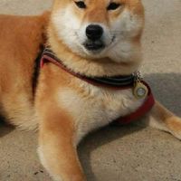 スタジオLOUISコミュニティ