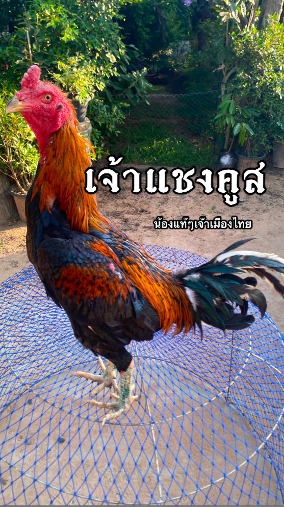 Fc.เจ้าแชงคูส สายหรั่งไก่ด่าง