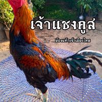 Fc.เจ้าแชงคูส สายหรั่งไก่ด่าง