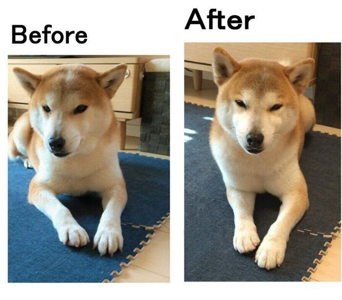 ビフォーアフターで柴犬タロさんの激変したあの部分 いぬのきもちnews