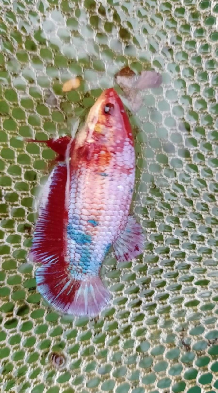 ปลากัด