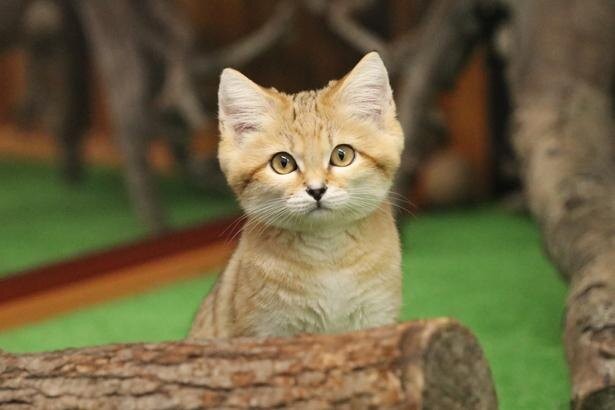 黒猫の成長記録に11万人が感動 捨て猫との日々をつづる 仔猫を拾ったので