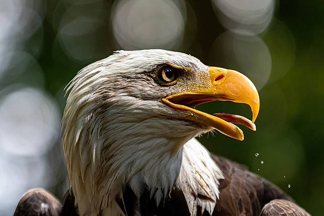 15 Arti Mimpi Menangkap Burung Menurut Islam Dan Primbon Brilio Net Line Today