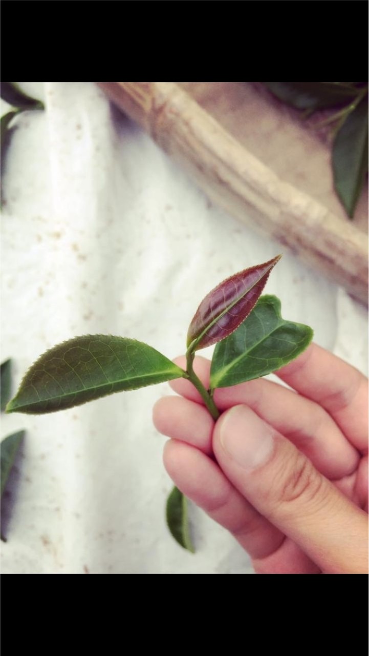 🍵飲茶顏究室