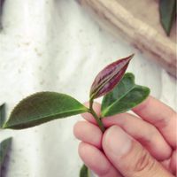 🍵飲茶顏究室