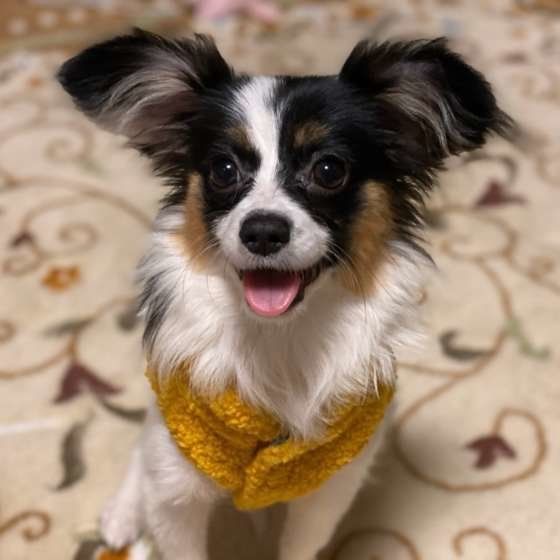 犬の爪切り 適切な頻度は 犬が安心の切り方も
