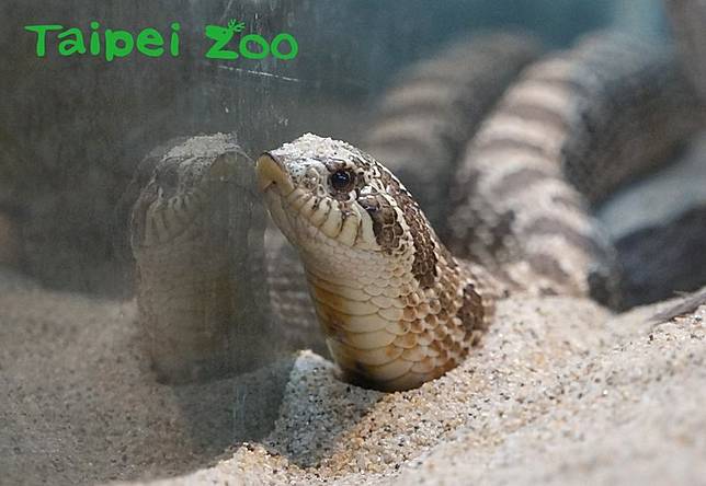 apho0033L.jpg