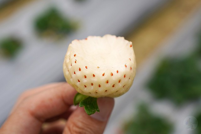 兩津草莓園