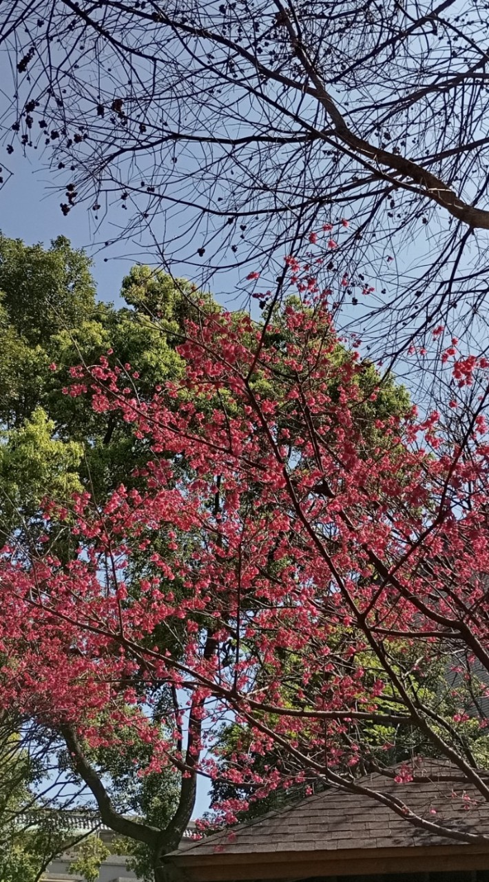 陽光下漫步