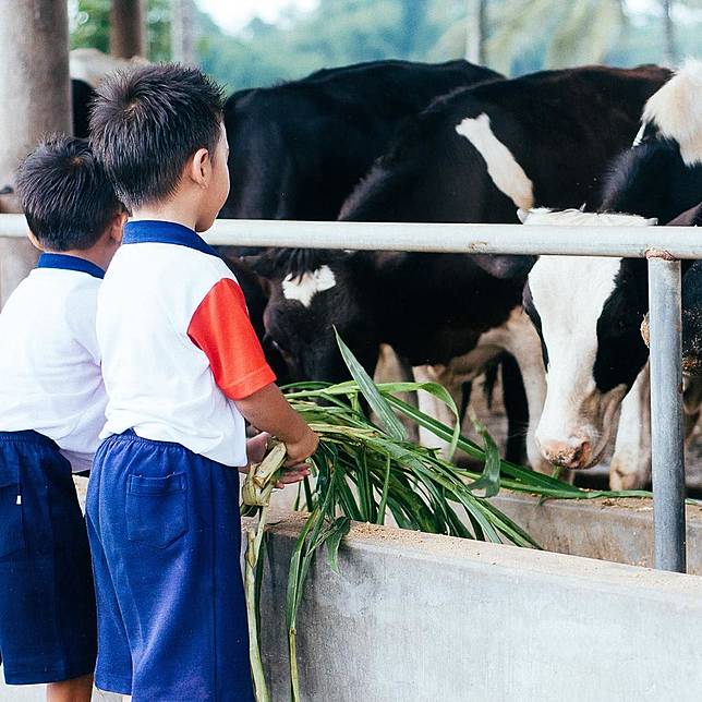 Peternakan Sapi Di Pondok Ranggon