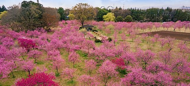 桃花成林能量地 茨城古河公方公園桃花祭日本春日賞花旅 Japankuru日本酷樂 Line Today