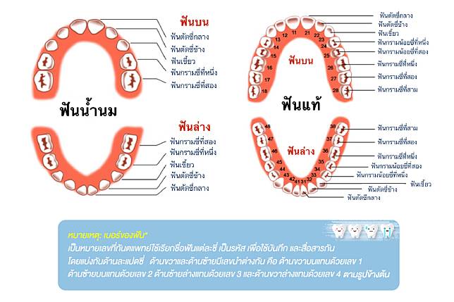 ลูก 8 ขวบ ฟันหน้า ไม่ขึ้น