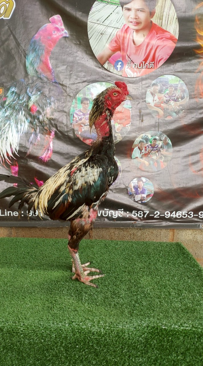 ซุ้มคนไก่ตี