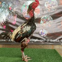 ซุ้มคนไก่ตี