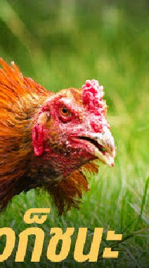 กลุ่มซื้อขายเเลกเปลี่ยนไก่ชน จ.ขอนแก่น