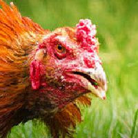 กลุ่มซื้อขายเเลกเปลี่ยนไก่ชน จ.ขอนแก่น