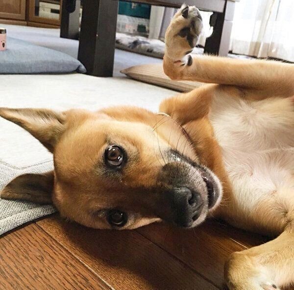 劣悪な環境で生まれた元保護犬 ムードメーカーに