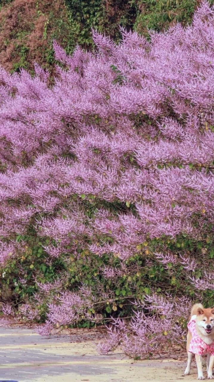 麝香木.秘境 .風鈴木.九重、各種植物交流葛景點.一日遊.