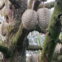 เกษตรอินทรีย์#6
