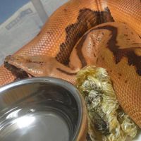 両性類爬虫類のお部屋
