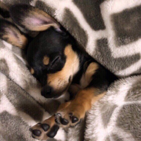 犬の 足ピーン は可愛いしぐさだけじゃない いぬのきもちnews