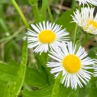 😿配偶者や、家族を失った方の部屋🍀皆さんでお話しませんか？🍃