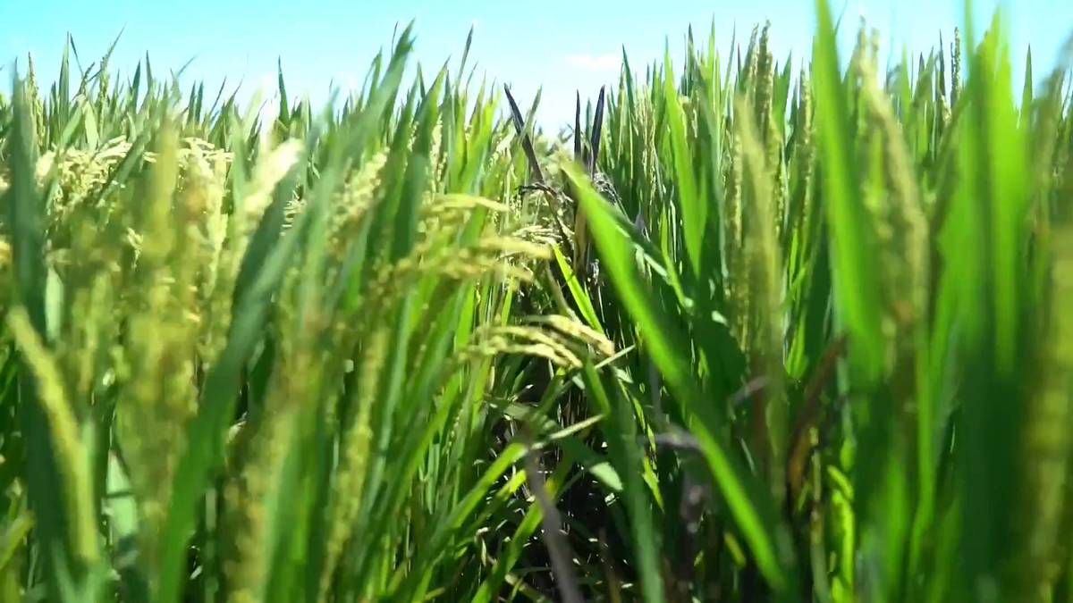 Technology helps transform salinealkali soil into fertile land in China's Baicheng XINHUA