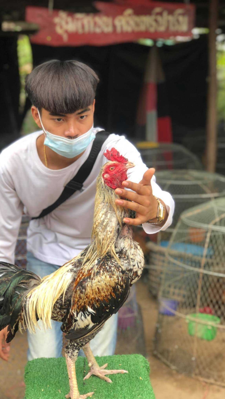 ประมูลไก่ ซุ้มไก่ชนคชินทฟาร์ม