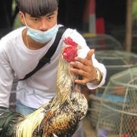 ประมูลไก่ ซุ้มไก่ชนคชินทฟาร์ม