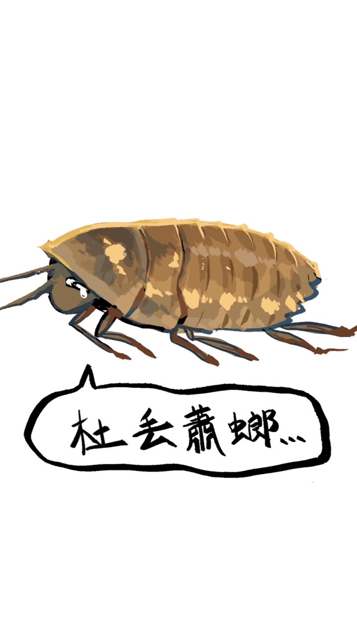 《杜丟蕭螂》黃金杜比亞餌料爬蟲交流群