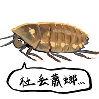 《杜丟蕭螂》黃金杜比亞餌料爬蟲交流群