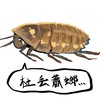《杜丟蕭螂》黃金杜比亞餌料爬蟲交流群