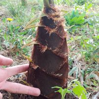 闇鍋邸オフ会（タケノコ掘り、芋煮等）