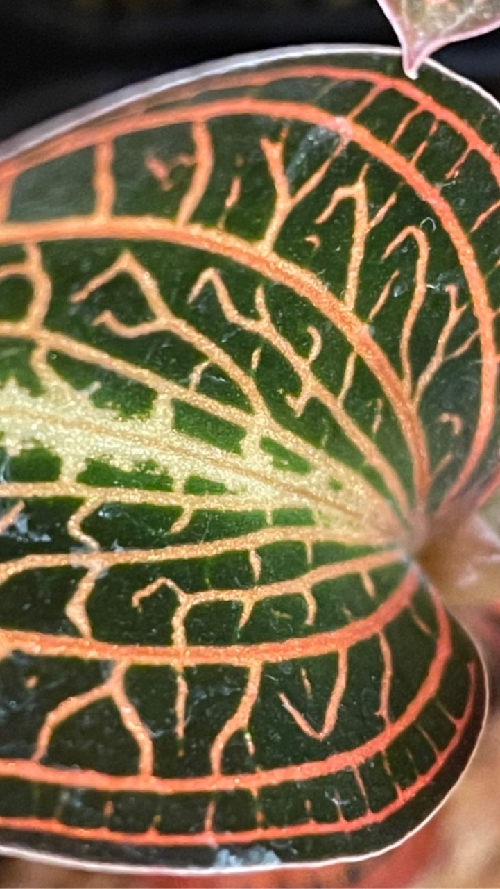 多肉、植物好きのオープンチャット