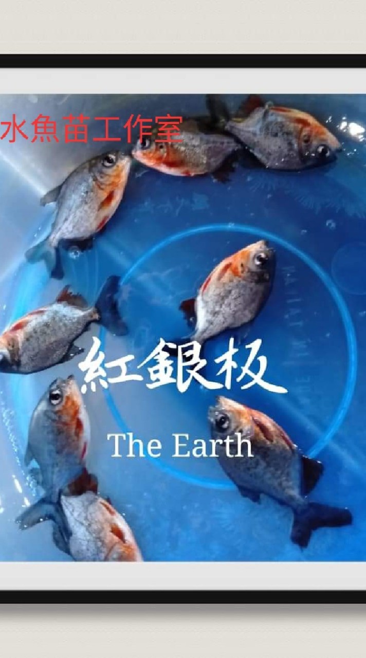 雙胞胎淡水水產食用魚苗