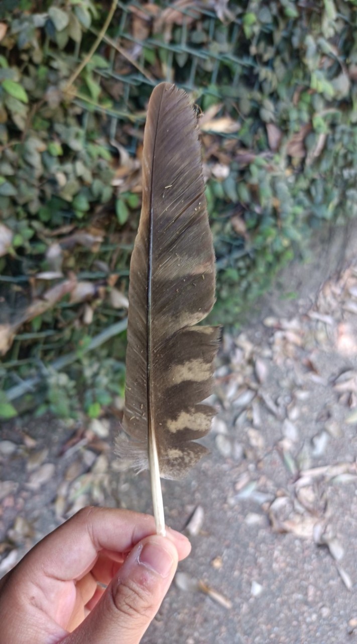 野鳥の羽愛好会
