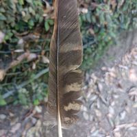 野鳥の羽愛好会