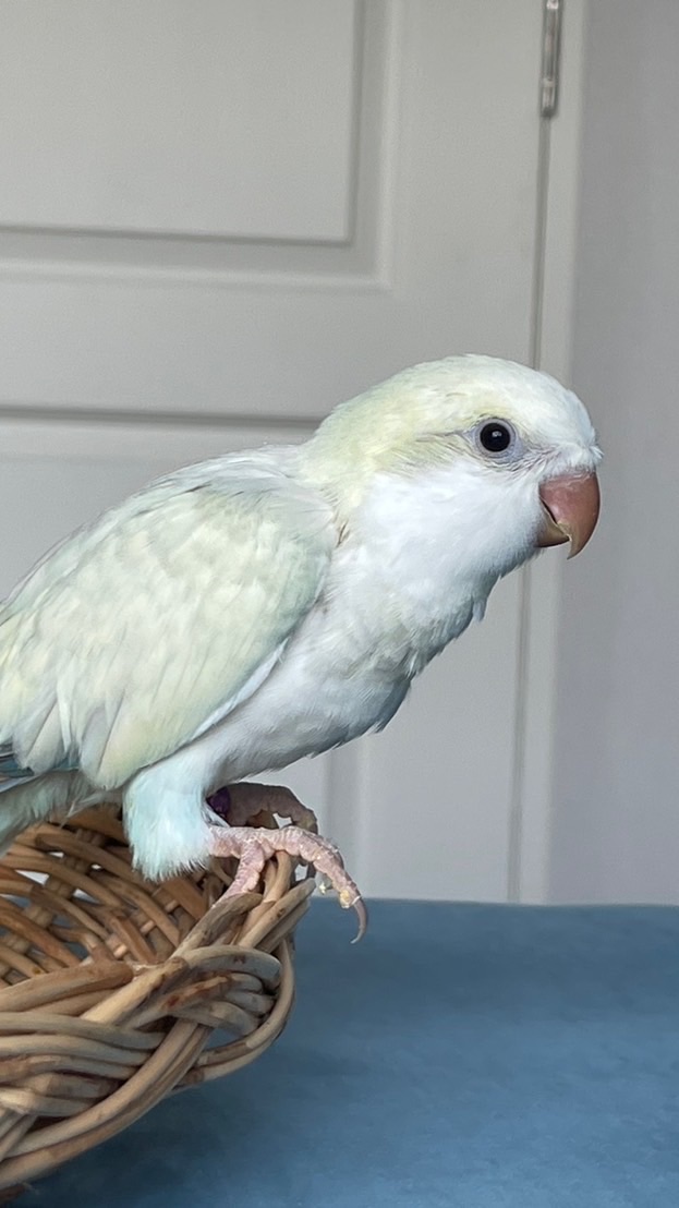 Monk parakeet Thailand